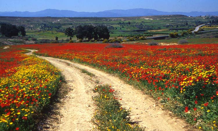 North Cyprus Nature